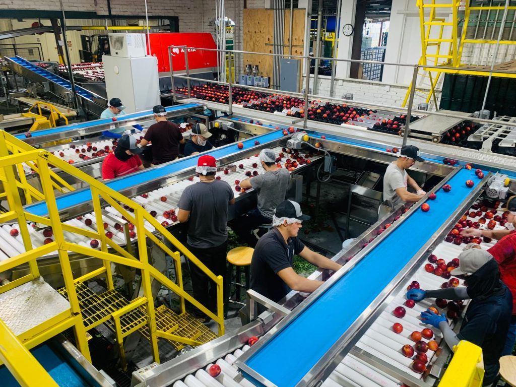 Overhead view of workers at conveyor lines in a food processing plant